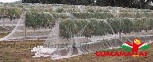 trees using bird net for avoid birds attack