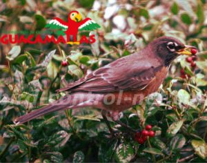 bird in cherry crops