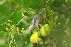 Small bird eating fruit in cultivation without anti-bird mesh