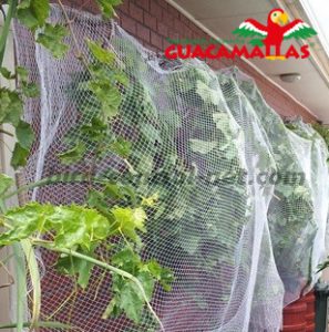 plastic bird net installed on crops
