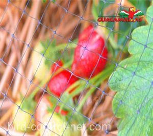 raspberry tree using bird net for protection